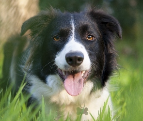 Trawa, Łąka, Border, Collie