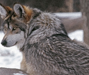 Wilk, Śnieg