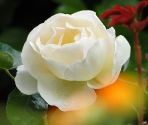 Biała, Blask, Róża
