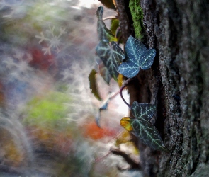 Bluszcz, Bokeh, Drzewo