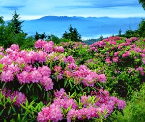 Łąka, Rododendrony, Góry