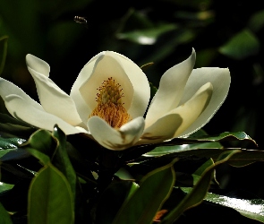 Magnolia, Krzew, Biała