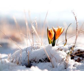 Żółty, Krokus, Śnieg