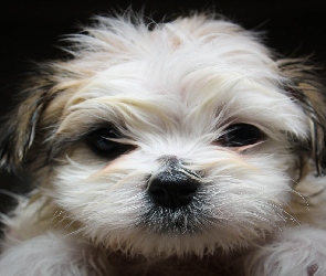 Shih Tzu, Mordka