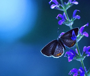 Motyl, Kwiatki, Łodyżka