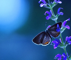 Łodyżka, Kwiatki, Motyl