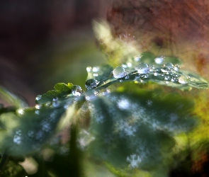 Makro, Bokeh, Liść, Krople