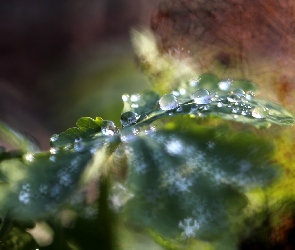 Liść, Makro, Bokeh, Krople