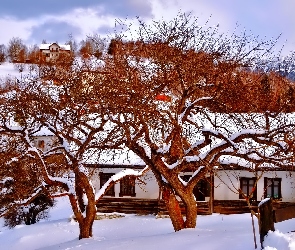 Zima, Drzewa, Domy, Wiejskie