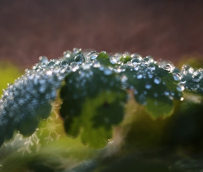 Krople, Bokeh, Liść