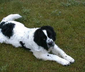 biało-czarny, Landseer