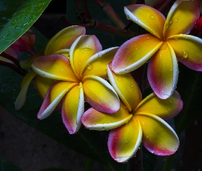 Deszczu, Krople, Kwiaty, Plumeria