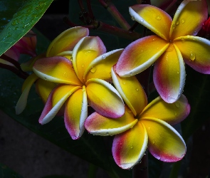 Kwiaty, Deszczu, Krople, Plumeria