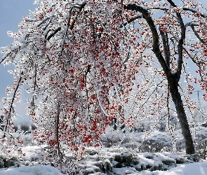 Zima, Śnieg, Lód, Drzewo