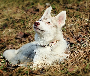 Siberian Husky, Trawa, Obroża
