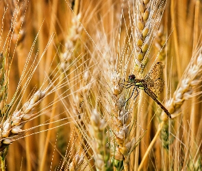 Zboże, Ważka, Kłosy