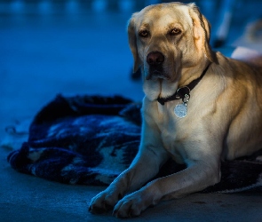 Labrador Retriever, Posłanie, Pies