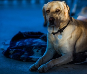 Pies, Posłanie, Labrador Retriever