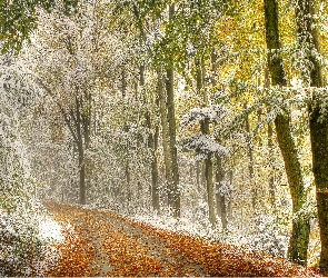 Droga, Śnieg, Przyprószony, Liście, Las