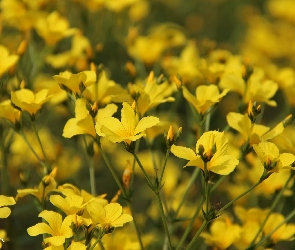 Drobne, Kwiaty, Żółte