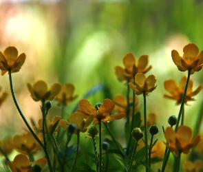 Kaczeńce, Kwiaty, Żółte