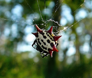 Egzotyczny, Cancriformis, Gasteracantha, Pająk