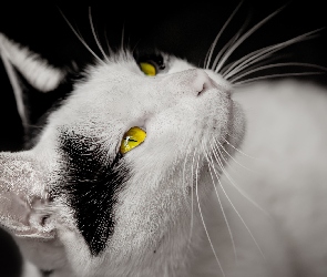 Kotek, Oczy, Żółte