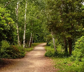 Brzozy, Rododendrony, Park, Aleja