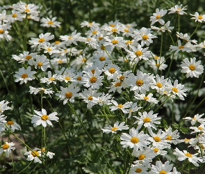 Kwiaty, Margerytki, Białek