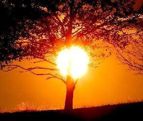 Drzewo, Słońca, Zachód
