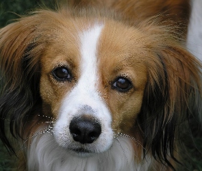 Płochacz holenderski, Kooikerhondje, mordka