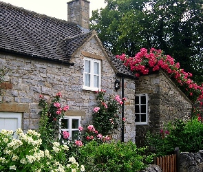 Dom, Róże, Pnące, Ogródek