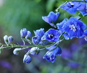 Niebieskie, Ostróżka, Kwiatki