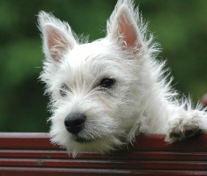 Pies, West highland white terrier