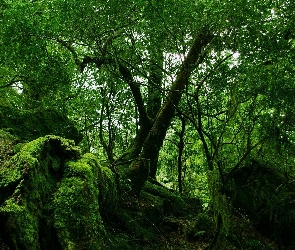 Omszałe, Kamienie, Las
