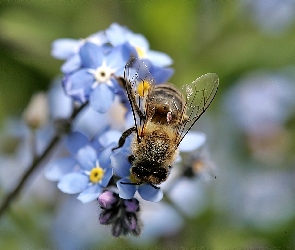 Rozmycie, Zbliżenie, Niezapominajka, Pszczoła