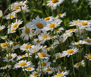 Margerytki, Kwiaty, Białe