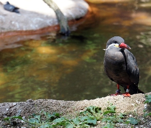 Ptak, Rzeka, Czerwony, Dziób, Inca Tern