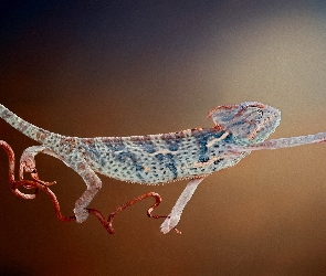 Kameleon, Gałązki