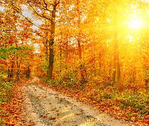 Jesień, Przebijające Światło, Ścieżka, Las