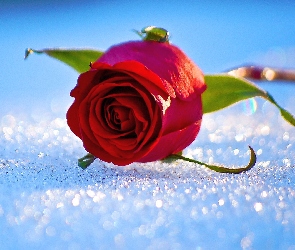 Róża, Śnieg