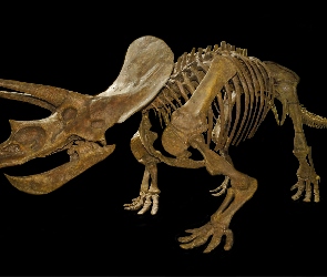 Triceratops, Szkielet