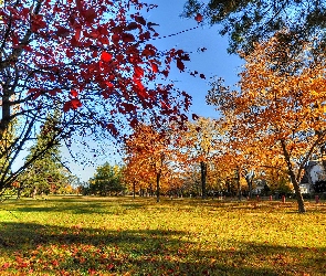 Park, Drzewa, Jesień