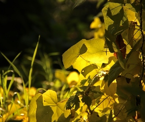 Żółte, Pnącza, Liście