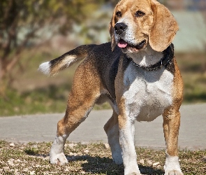 Beagle, Język, Pies