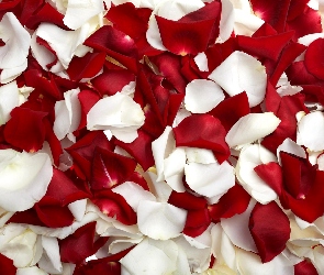 Białe, Róż, Płatki, Czerwone