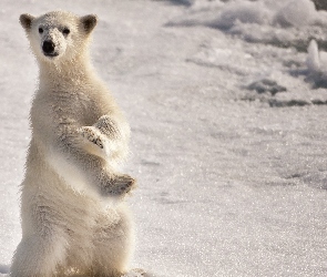 Polarny, Śnieg, Niedźwiedź