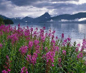 Alaska, Stany Zjednoczone, Góry, Polne, Kwiaty, Wierzbówka kiprzyca, Fiord Kenai