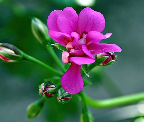 Różowy, Pelargonia, Pąki, Rozmycie, Kwiat