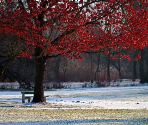 Drzewo, Park, Liście, Zima, Czerwone